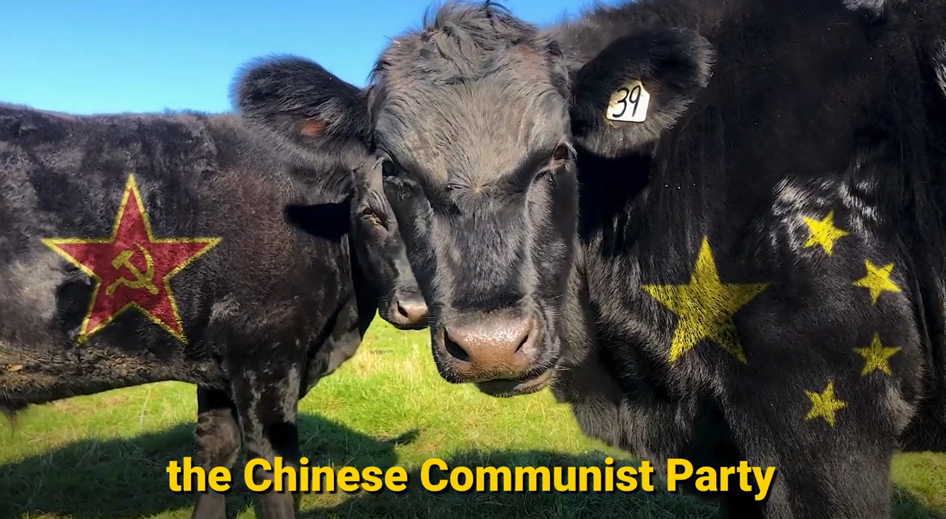 Cows